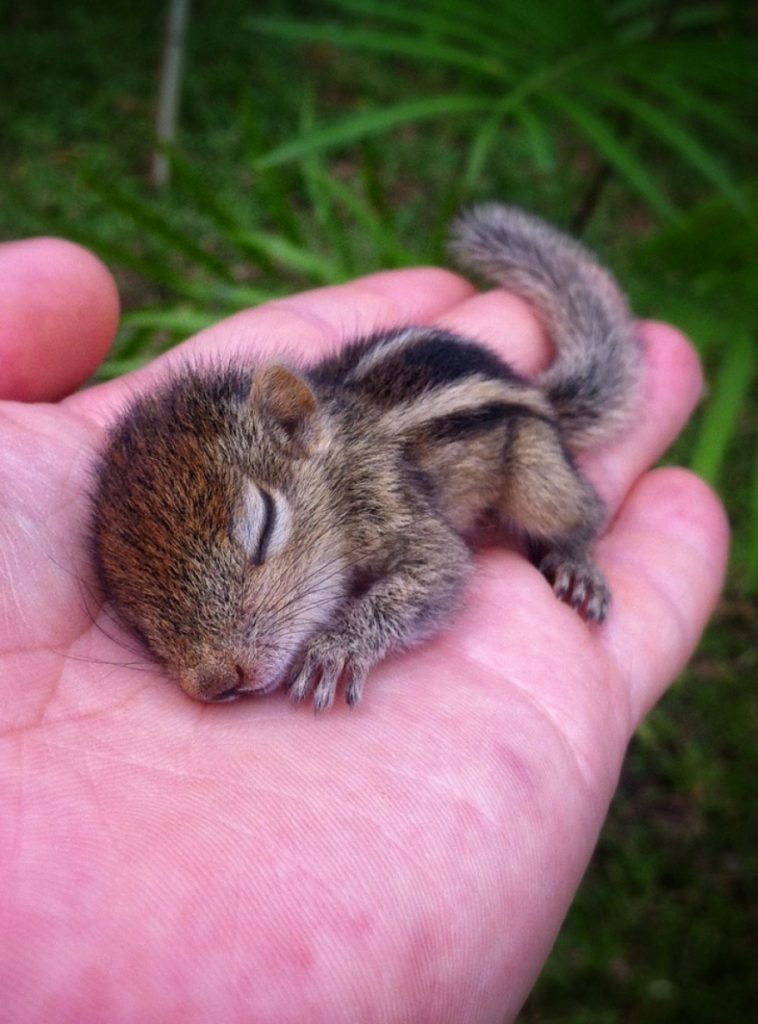 f lovely small and cute animals: Photos of Baby Animals