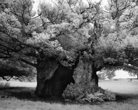 Famous Photographs Of Trees By Beth Moon Remaining Ancient Trees