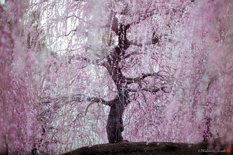 Sakura Blooming by Hidenobu Suzuki