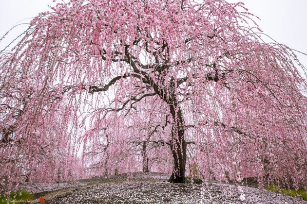 Sakura Blooming by Hidenobu Suzuki