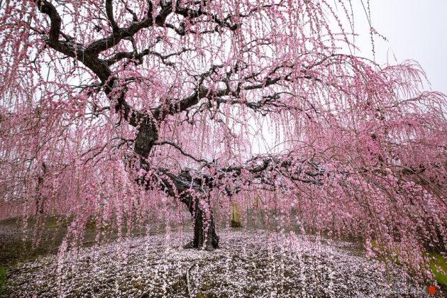 Sakura Blooming by Hidenobu Suzuki