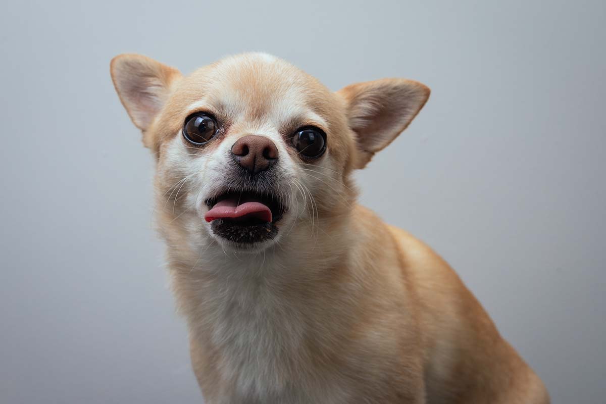 Why Is Dog Sticking Tongue Out While Sleeping Internet Vibes