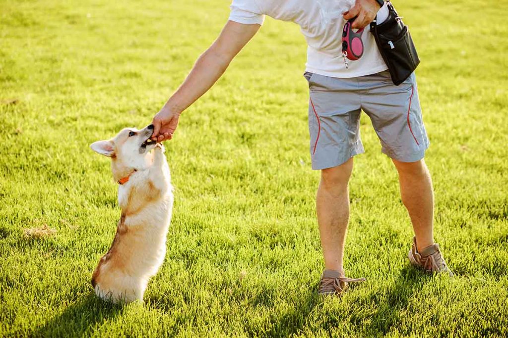 helpful-tips-before-taking-your-dog-off-leash-internet-vibes