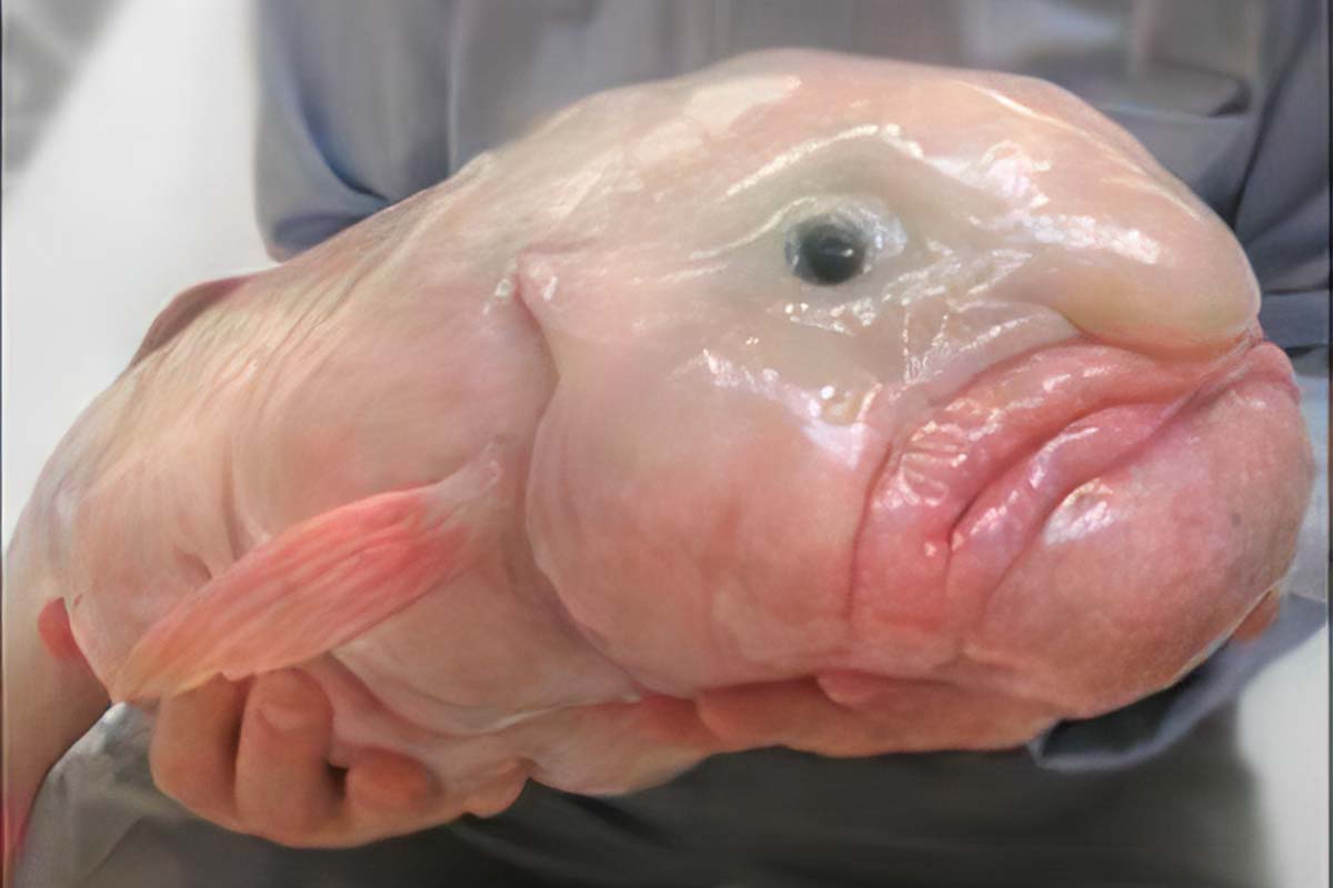 Blobfish: Facts, Pictures & Information  Deep sea creatures, Weird  animals, Weird creatures