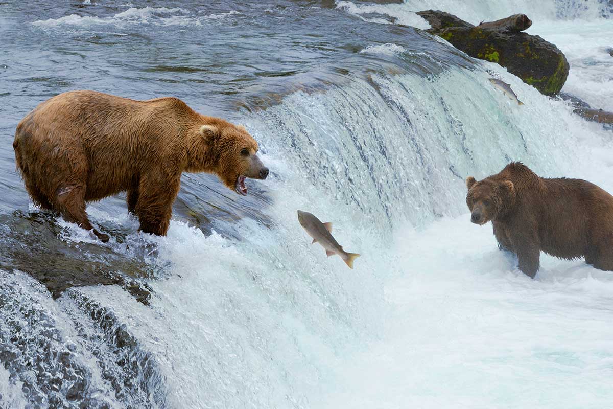 best Alaska bear watching trip