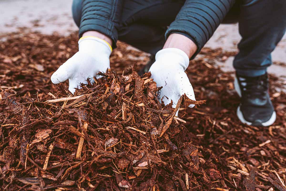 Different Types of Mulch