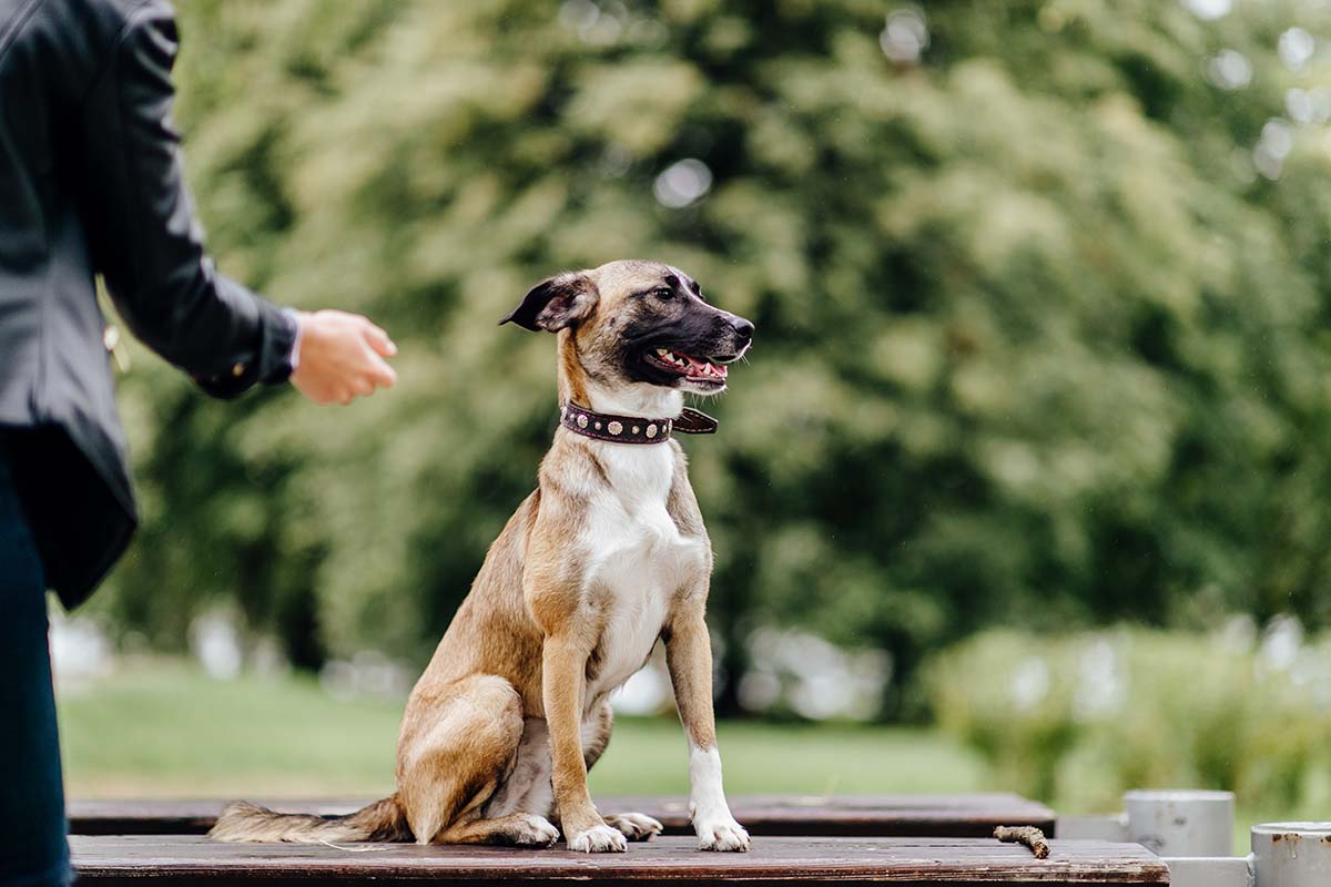 Dog Training Services in Long Beach